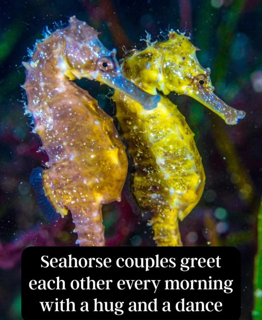 In a world that often rushes past love, seahorses remind us that real partnership means sharing the weight — and the magic — of life together.